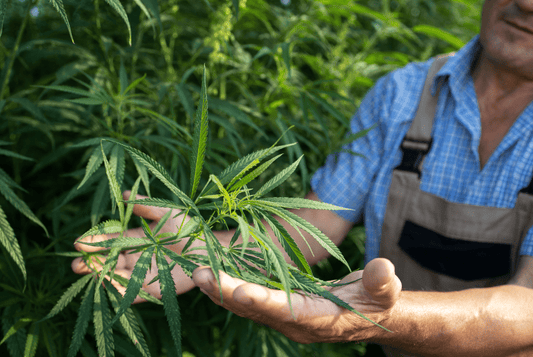 How to Choose High-Quality CBD Products: What to Look For