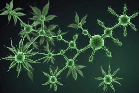 The Science Behind CBD: How It Works in the Body